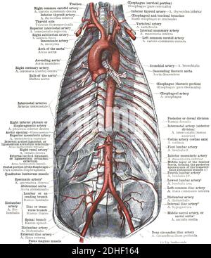 Aortic artery and branches hi res stock photography and images Alamy