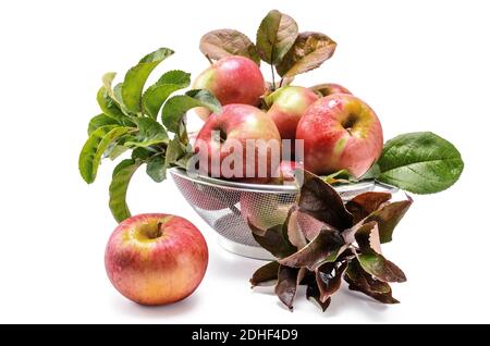 Ripe red apples in a colander on a white background Stock Photo