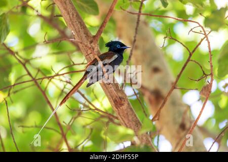Beautiful colored small bird African Paradise Flycatcher Stock Photo