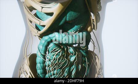 Detailed human digestive system anatomy Stock Photo