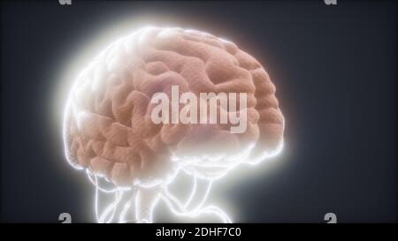 animated model of human brain Stock Photo - Alamy