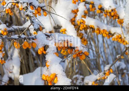 Snow covered berries on a bush of sea-buckthorn. Stock Photo