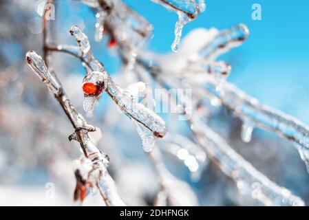 Tree twigs with red berries covered with sparkling snow and ice. Shiny icicles on a tree, blue sky on the background. Winter snowy frosty weather. Stock Photo