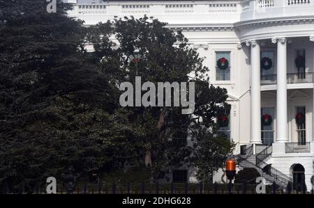 The historic Jackson Magnolia, planted on the south grounds of the White House is seen on December 30, 2017 in Washington, DC. The tree taht is in poor health and is in danger of falling was trimmed back on Wednesday.. Photo by Olivier Douliery/Abaca Press Stock Photo