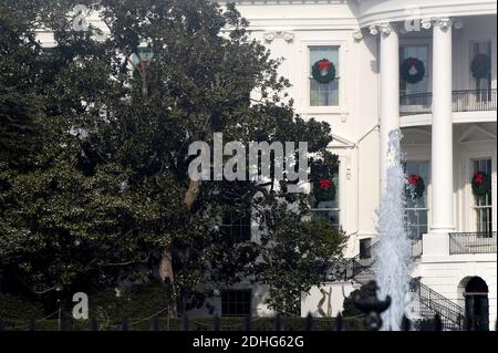 The historic Jackson Magnolia, planted on the south grounds of the White House is seen on December 30, 2017 in Washington, DC. The tree taht is in poor health and is in danger of falling was trimmed back on Wednesday.. Photo by Olivier Douliery/Abaca Press Stock Photo