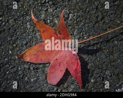 Red and Orange leaf on asphalt casting shadow Stock Photo