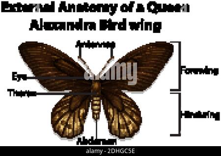 External Anatomy of a Queen Alexandra Bird wing on white background illustration Stock Vector