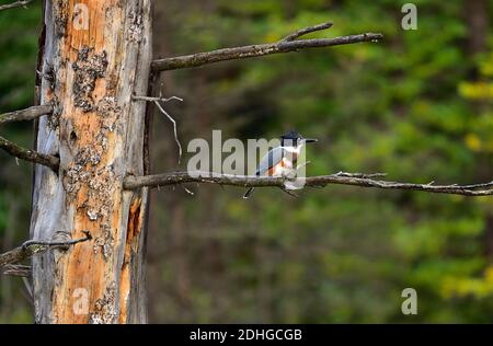 A female Belted Kingfisher,' Megaceryle alcyon', perched on a dead tree branch over a marsh area in rural Alberta Canada. Stock Photo