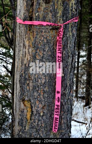 A close up image of a dead pine tree that has been killed by the Pine Beetle insect in Alberta Canada. Stock Photo