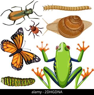 Set of different insects on white background Stock Vector Image & Art ...