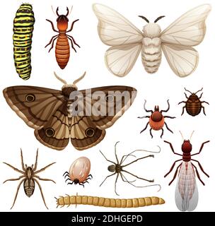 Set of different insects on white background illustration Stock Vector