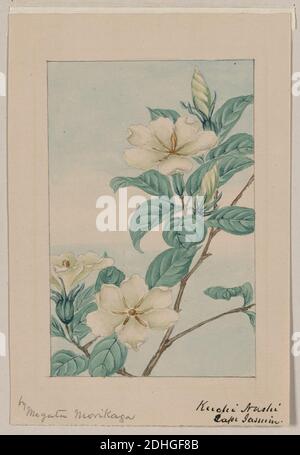 Kuchi nashi - cape jasmine - by Megata Morikaga. Stock Photo