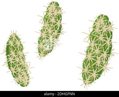 Jumping Cholla isolated on white background illustration Stock Vector