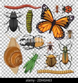 Set of different insects on transparent background illustration Stock Vector