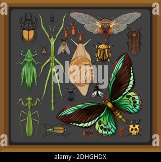 Set of different insects in wooden frame background illustration Stock Vector
