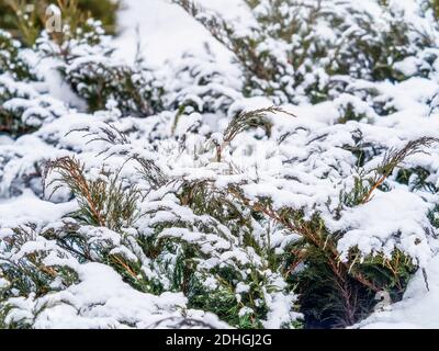 Snow on green thuja branches in the sunlight. Green branches of a thuja tree covered with white snow in the sunlight. Natural winter background Stock Photo