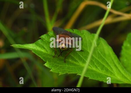 Hoverfly rest on green leaf Stock Photo