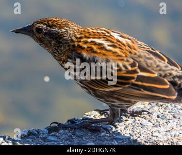 Cute female, red winged blackbird standing on parkway.  Spotted brown and yellow feathers. Stock Photo