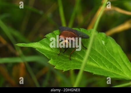 Close up photo of hoverfly perched on green leaf Stock Photo