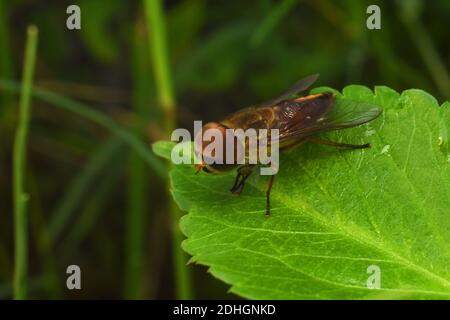 Close up photo of hoverfly perched on green leaf Stock Photo