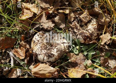 Two strong mushrooms of milk agaric  (Russula delica) grow in autumn grass under fallen leaves in sunny autumn day. Stock Photo