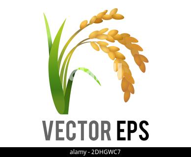 The vector rice plant icon, represent wheat, corn, oats, sorghum, crops, field,  harvests and farming,  depicted as sheaf of Asian rice with green lea Stock Vector