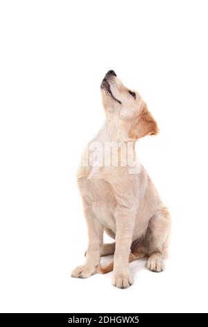 A cute funny puppy of Golden Retriever sits on an isolated white background and looks up. High quality photo Stock Photo