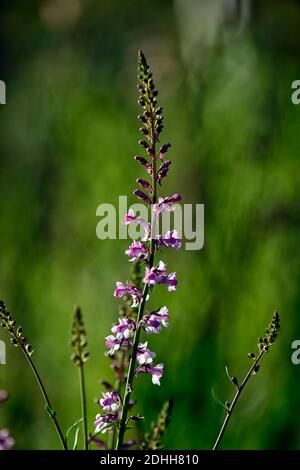 Linaria Dial Park,Toadflax,mauve purple flowers,flowering stems,spires,snapdragon,RM Floral Stock Photo