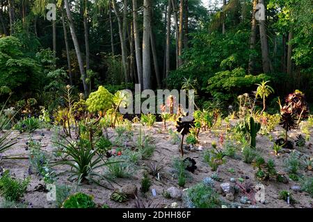 sand bed,aeonium,xeriscaping,xeriscape,aeonium,aloe,aloes,dry bed,dry garden,xeriscaping,mix,mixed,combination,bed,border,gardens,mixed planting schem Stock Photo