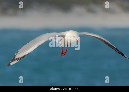 Silver Gull in the Harbour of Hopetoun, southwest Australia Stock Photo