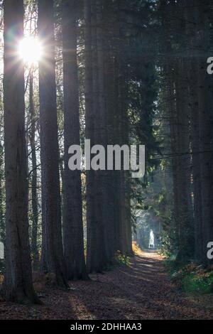 A vertical shot of an empty alley of tall trees in the forest during ...