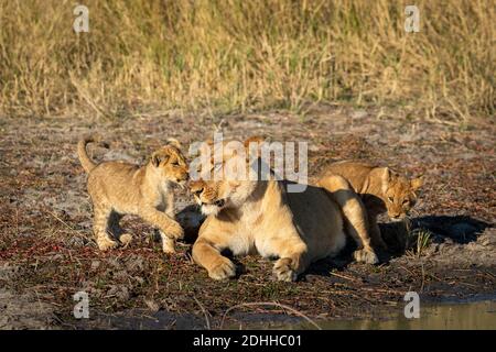 Lioness and her two baby lion cubs playing at the edge of water in Savuti Reserve in Botswana Stock Photo