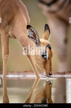 Water reflection of a baby impala with big eyes drinking from a waterhole in Kruger Park in South Africa Stock Photo