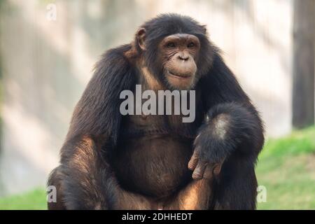 Chimpanzee ape in close up portrait view shot at an Indian animal sanctuary
