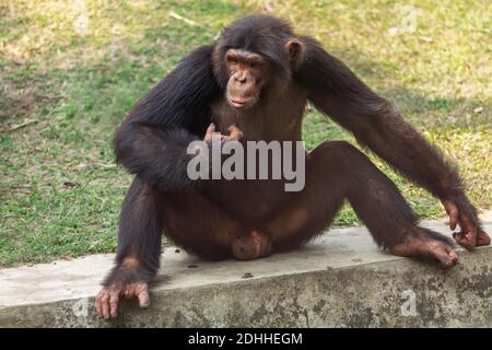 Chimpanzee ape in close up portrait view shot at an Indian animal sanctuary
