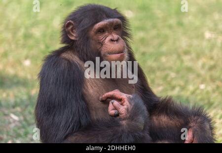 Chimpanzee ape in close up portrait view shot at an Indian animal sanctuary