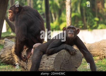 Chimpanzee resting on a wooden log while another chimp standing in the background at Indian wildlife sanctuary