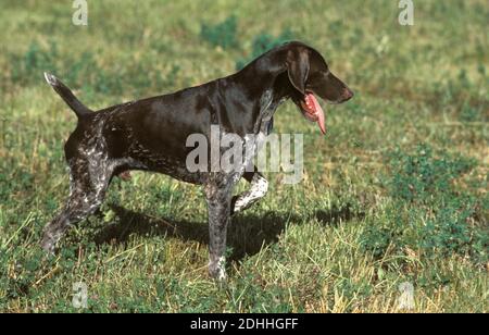 German Short-Haired Pointer, Hunting Dog Stock Photo