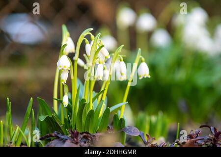 Close up view of small snowdrops flowers growing among dry leaves in forest. First spring plants in woods. Stock Photo