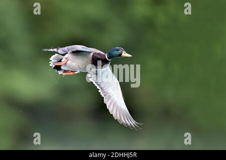 Stockente Im Flug Stock Photo Alamy