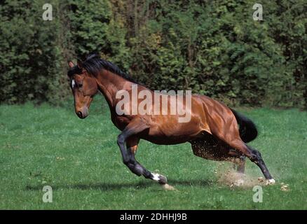 Selle Francais Horse, Adult Galloping Stock Photo