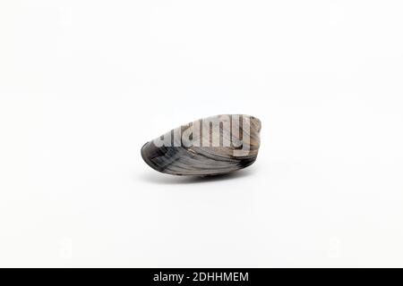 Mussel shells on white background Stock Photo