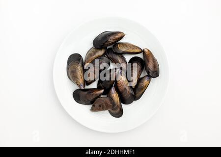 Mussel shells on white background Stock Photo