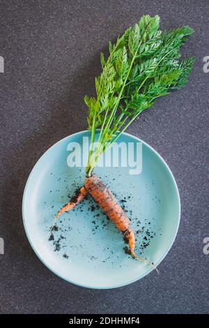 simple food ingredients concept, fresh carrot with leaves just picked up from the garden with dirt still on and placed on blue plate Stock Photo