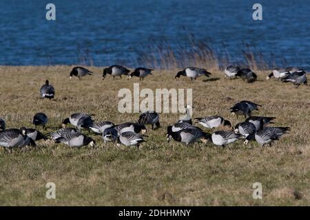 Wintering Barnacle Goose could bring avian influenca to Europe Stock Photo