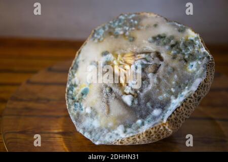 Blue and black mold on melon. Spoiled food. Poisonous fruit. Full frame Stock Photo