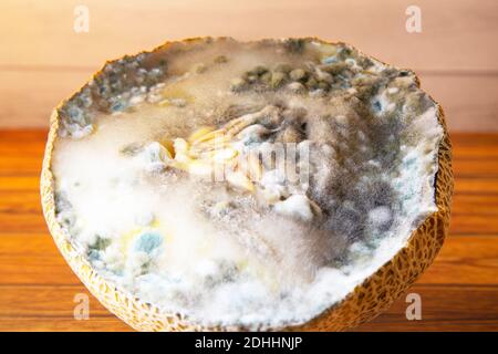 Blue and black mold on melon. Spoiled food. Poisonous fruit. Full frame Stock Photo