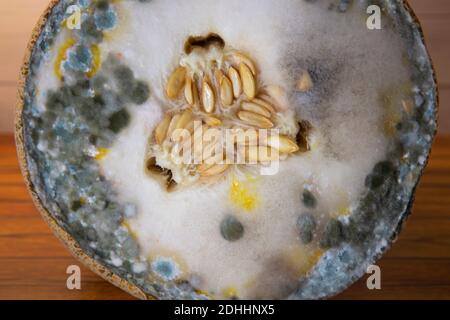 Blue and black mold on melon. Spoiled food. Poisonous fruit. Full frame Stock Photo