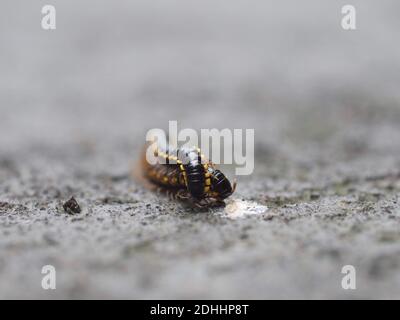 A pair of yellow and black millipedes fight over a piece of chewing gum in Bali, Indonesia. Stock Photo