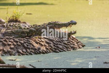 Mugger crocodile Crocodylus palustris resting with open jaws at Indian animal sanctuary at Kolkata Stock Photo